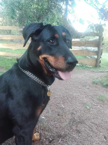 Beauceron