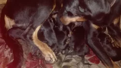 Beauceron
