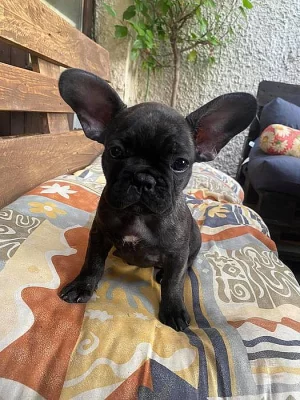 Prodám francouzského buldočka - kluk