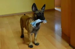 Štěňata belgického ovčáka