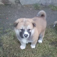 Akita-Inu nádherná fenka