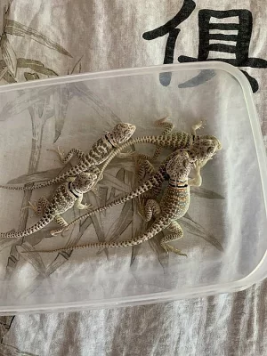 Crotaphytus Collaris-Leguanek Obojkovy