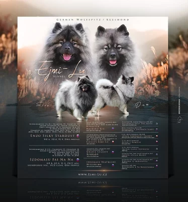 Německý špic vlčí / Keeshond s PP FCI