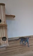 Ruská modrá kočka - kocourek