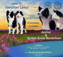 Štěňata jakutské lajky