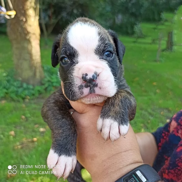 Boxer štěňátka