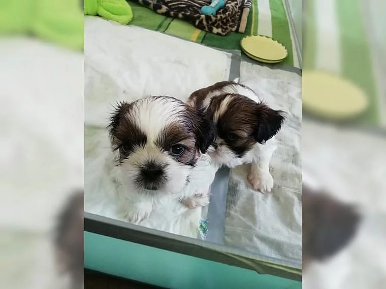Okouzlující děti Shih Tzu