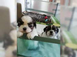 Okouzlující děti Shih Tzu