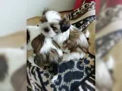 Okouzlující děti Shih Tzu
