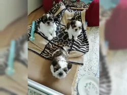 Okouzlující děti Shih Tzu