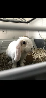 DARUJI ZAKRSLÉHO KRÁLÍČKA, VČ. VYBAVENÍ