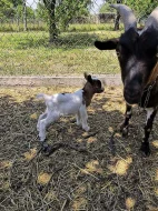 Holandská zakrslá koza