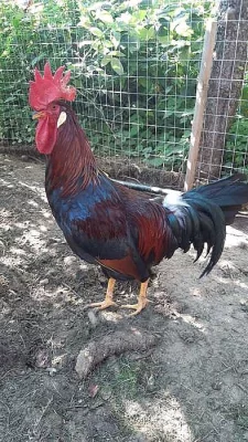 Kohouti