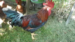 Kohouti