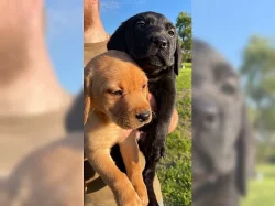 Hravá štěňata labradora s rodokmenem.