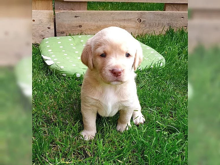 Hravá štěňata labradora s rodokmenem.