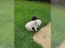 Hravá štěňata labradora s rodokmenem.