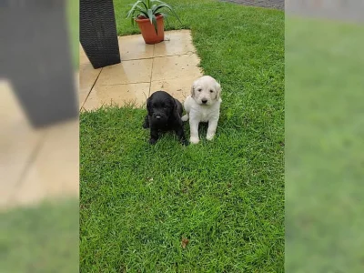 Hravá štěňata labradora s rodokmenem.