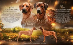 Rhodéský ridgeback štěňátka s PP