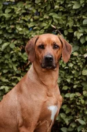 Rhodéský ridgeback štěňátka s PP