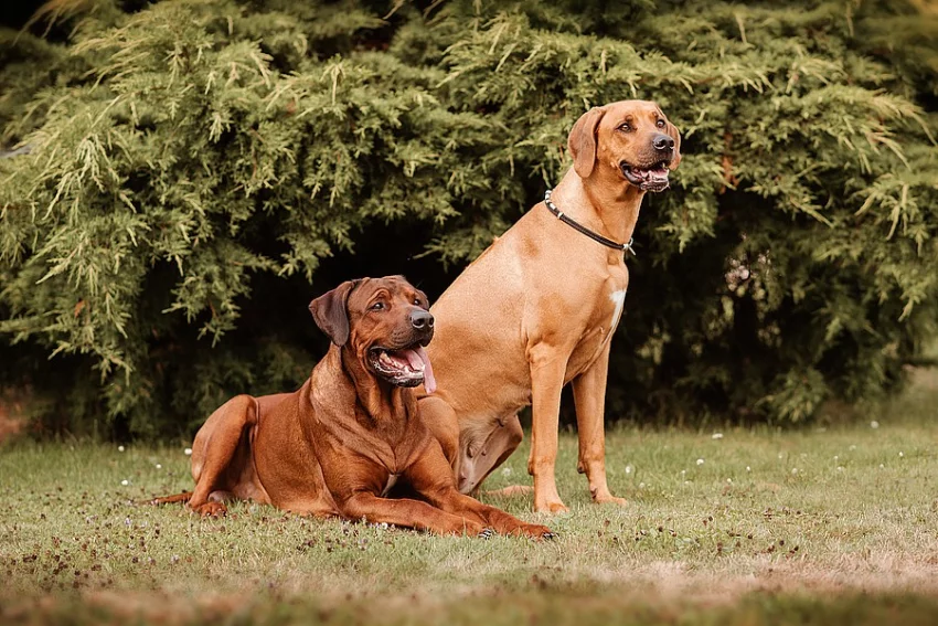 Rhodéský ridgeback štěňátka s PP