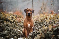 Rhodéský ridgeback štěňátka s PP