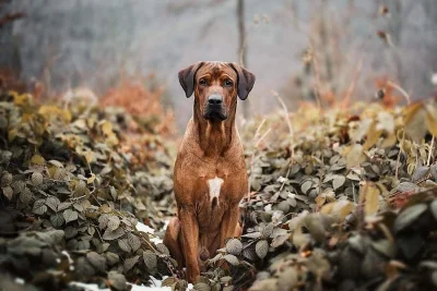 Rhodéský ridgeback štěňátka s PP
