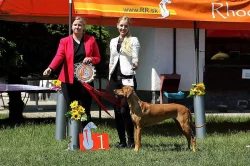 Rhodéský ridgeback štěňátka s PP
