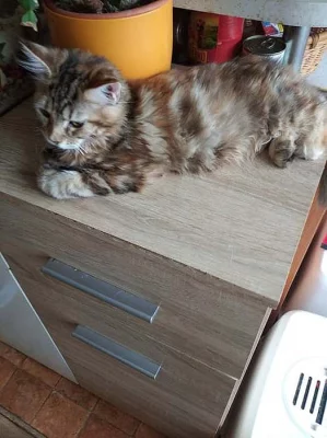 Mainská mývalí Kočička
