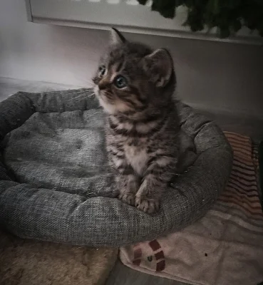 Whiskas koťátka