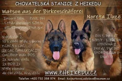 Německý ovčák- štěňata s PP