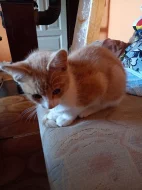 Kocourci