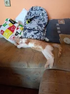 Kocourci