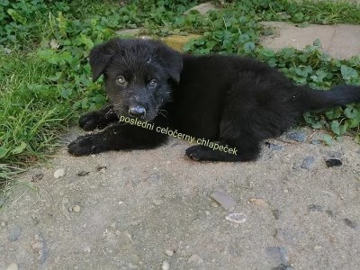 Nemecky ovcak s PP