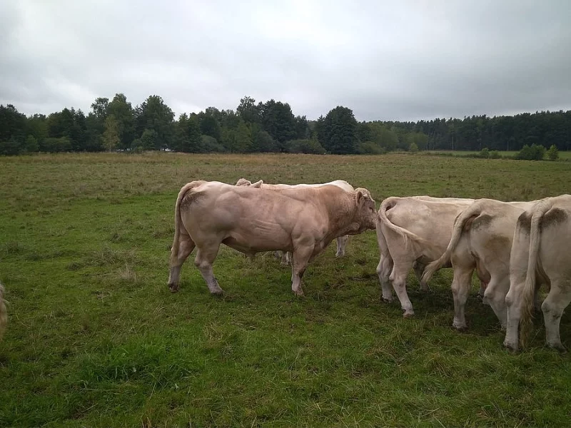 NABÍZÍM PLEMENNÉHO BÝKA CHAROLAIS