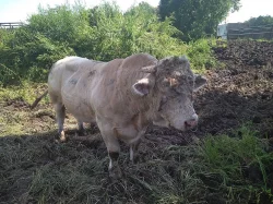 NABÍZÍM PLEMENNÉHO BÝKA CHAROLAIS