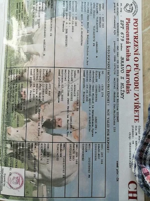 NABÍZÍM PLEMENNÉHO BÝKA CHAROLAIS