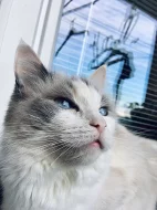 Ragdoll kocourek