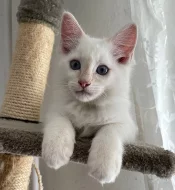 Ragdoll kocourek