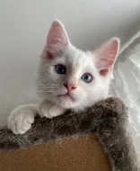 Ragdoll kocourek