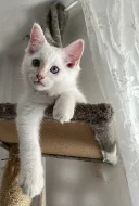 Ragdoll kocourek
