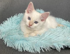 Ragdoll kocourek