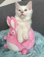 Ragdoll kocourek