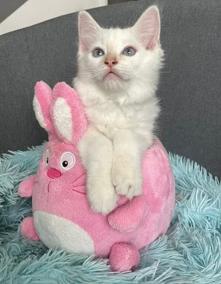 Ragdoll kocourek