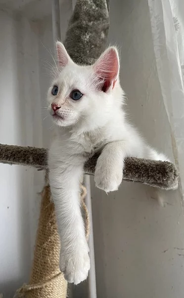 Ragdoll kocourek