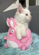 Ragdoll kocourek