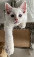 Ragdoll kocourek