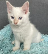 Ragdoll kocourek