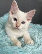 Ragdoll kocourek