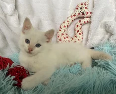 Ragdoll kocourek